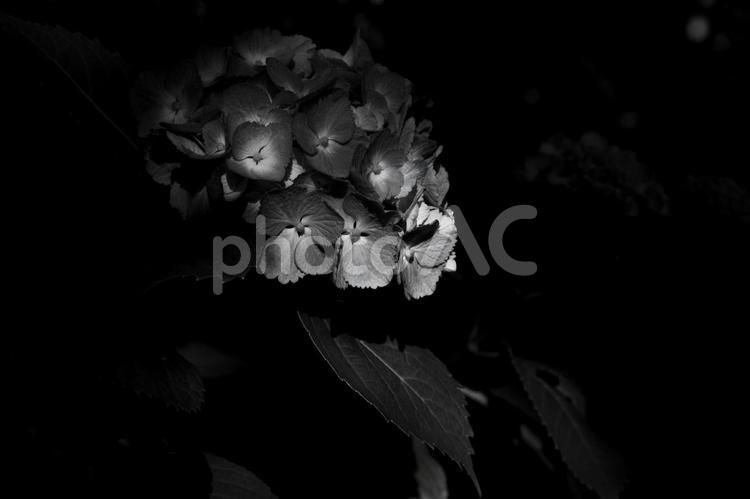 アジサイ アジサイ,花,淡いの写真素材