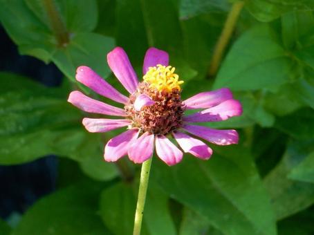 【花の写真】 ヒャクニチソウ(百日草) 【花の写真】 ヒャクニチソウ(百日草)の写真