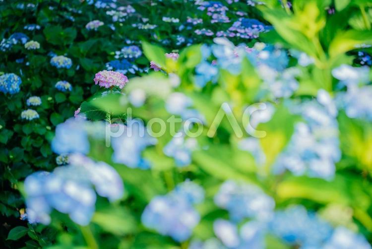 公園に咲くブルーのあじさい 東京,日本,西東京の写真素材