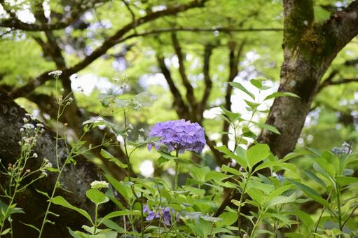 紫陽花の写真