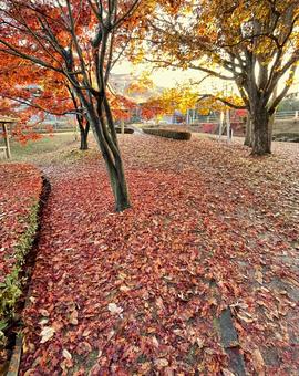 秋の風景 落ち葉,落葉,枯れ葉の写真素材