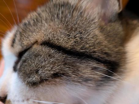 Cat Profile Cleopatra Line, JPG Cat Profile Cleopatra Line, JPG