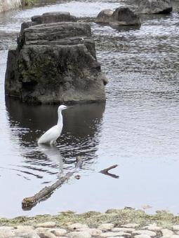 コサギ コサギ,白い,川の写真素材