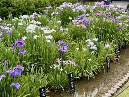 堀切菖蒲園 曇り空の下咲き誇る花菖蒲 堀切菖蒲園 曇り空の下咲き誇る花菖蒲の写真