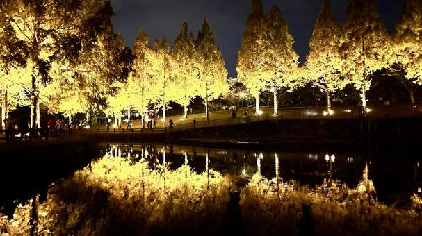 水辺に映るメタセコイヤ 夜,幻想的,ライトの写真素材