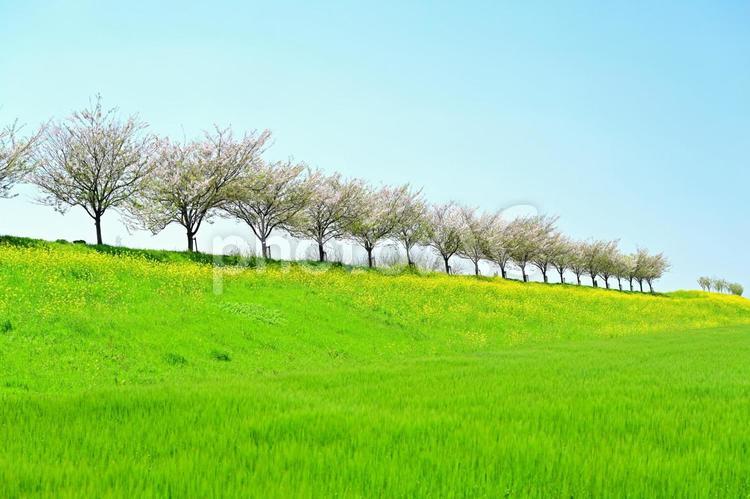 思川桜（栃木） 桜,菜の花,春の写真素材