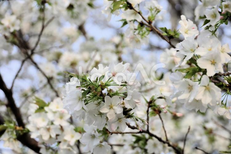 白いさくら 桜,サクラ,さくらの写真素材