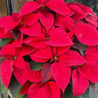 ポインセチア ポインセチア,赤い葉,冬の写真素材