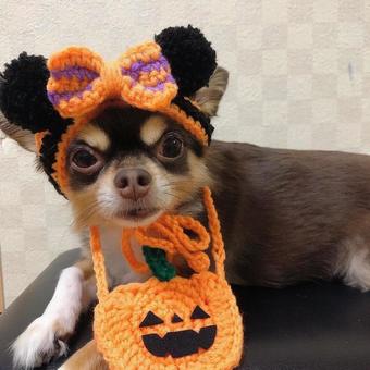 ハロウィンだワン ハロウィンだワン チワワ,犬,小型犬の写真素材