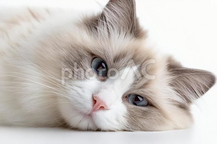 癒やしの存在：穏やかな表情の猫 ラグドール,猫,ネコの写真素材
