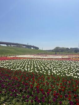 チューリップ畑満開 チューリップ,カラフル,足立区都市農業公園の写真素材