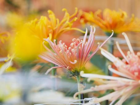 菊 菊 菊,菊の花,キクの写真素材