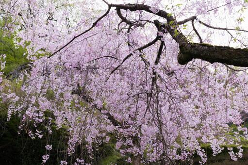 枝垂桜 枝垂桜の写真