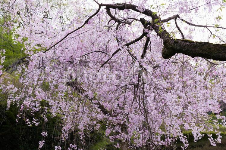枝垂桜 さくら,しだれ桜,サクラの写真素材