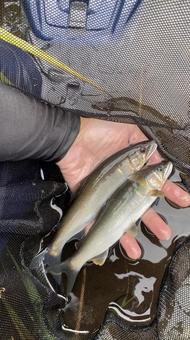 鮎 鮎,魚釣り,釣りの写真素材