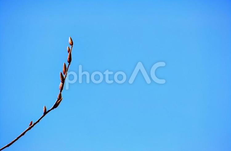 冬の青空と蕾 蕾,枝,植物の写真素材