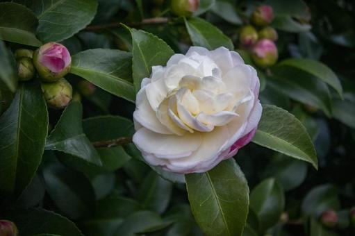 サザンカ サザンカ,山茶花,10月の写真素材