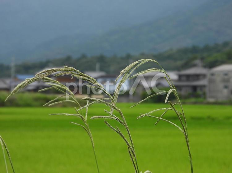 タチスズメノヒエ タチスズメノヒエ,paspalum,urvilleiの写真素材