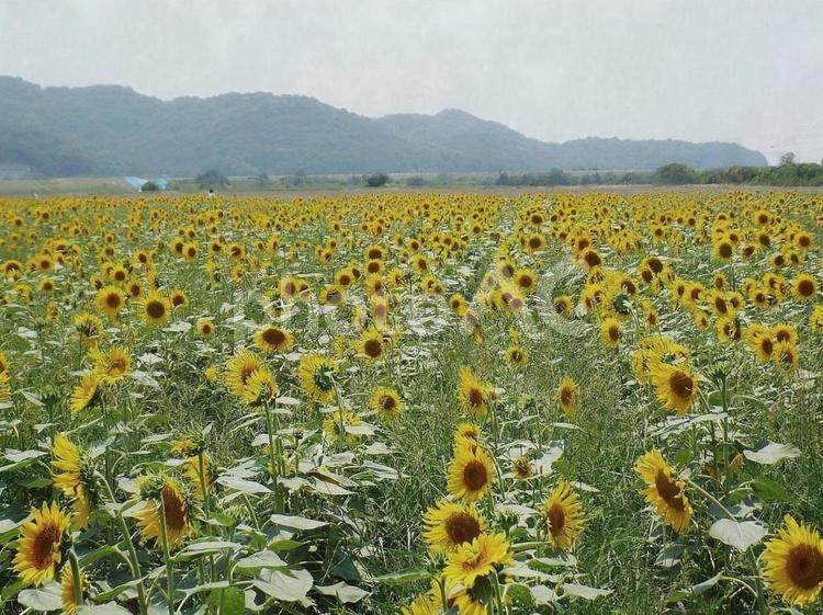 【花の写真】ひまわり畑 ヒマワリ,向日葵,植物の写真素材