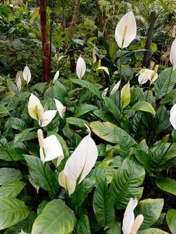 Photo, spatialism, ichikawa city zoo and botanical garden, ornamental botanical garden, 