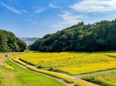 くりはま花の国 8月のひまわり畑 くりはま花の国 8月のひまわり畑の写真