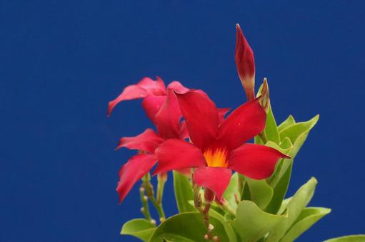 サンパラレルの花 サンパラレルの花の写真