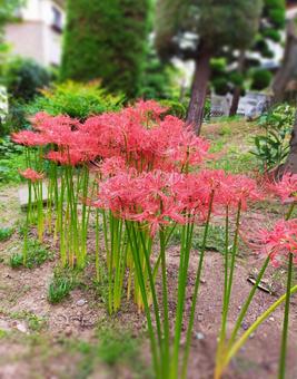 ヒガンバナ ヒガンバナ ヒガンバナ,花,彼岸花の写真素材