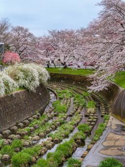 東川の桜並木 東川の桜並木 桜,さくら,春の写真素材