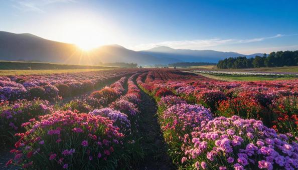 秋の花 ナデシコ 秋の花 ナデシコの写真