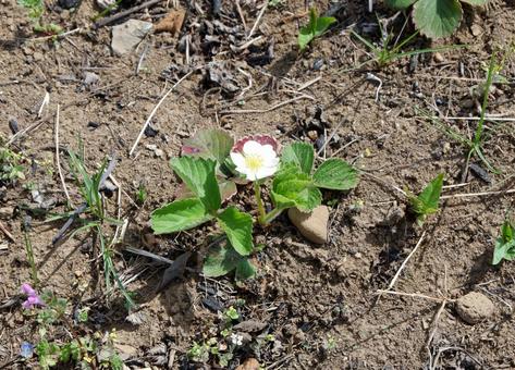 Photo, shirobana snake strawberry, white-billed snake strawberry, white, 