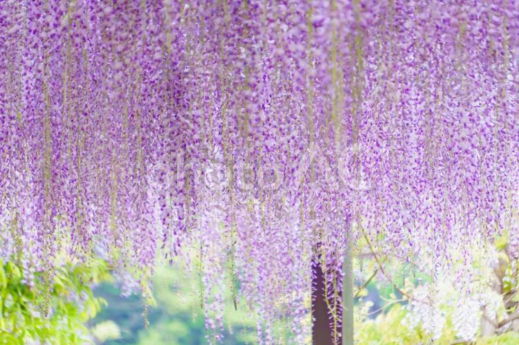 藤の花 藤,花,春の写真素材