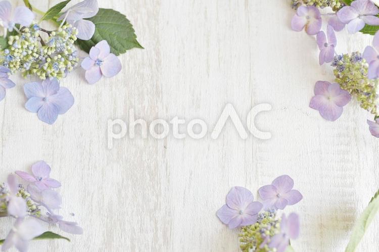 お花の壁紙４ 紫陽花,緑,花の写真素材