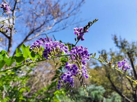 デュランタの花　伊豆下田の寝姿山にて デュランタ,花,紫色の写真素材