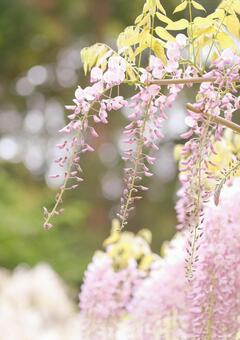 藤の花 藤の花の写真