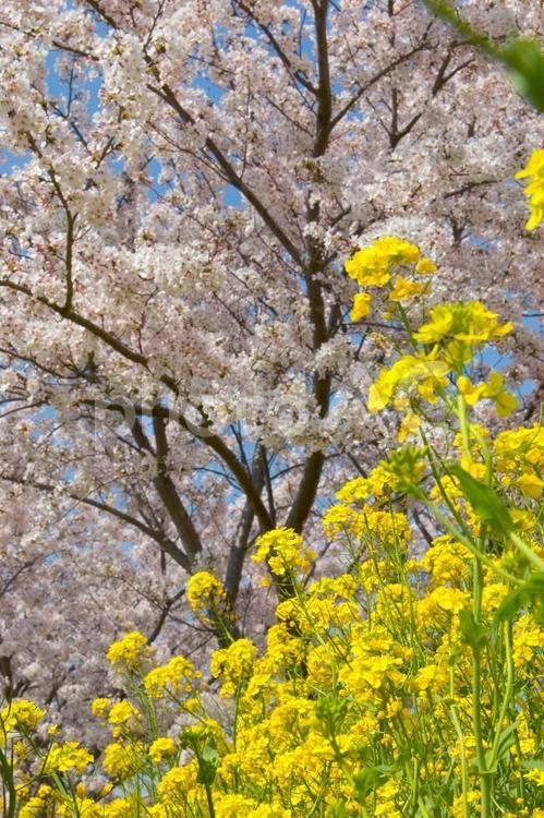 菜の花と桜 菜の花,桜,油菜の写真素材