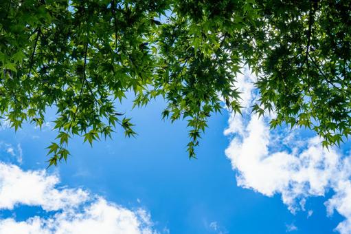 快晴の青空と紅葉 快晴の青空と紅葉 紅葉,モミジ,夏空の写真素材