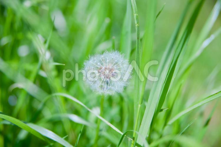 たんぽぽのわたげ たんぽぽ,わたげ,花の写真素材