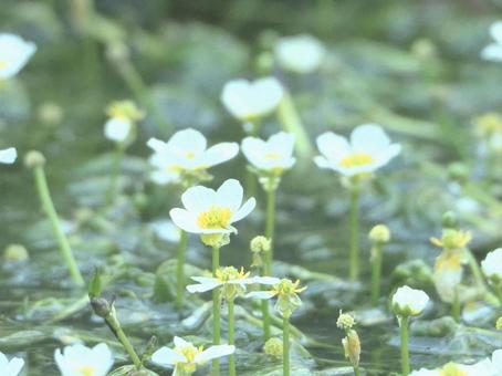 梅花藻2 梅花藻2の写真