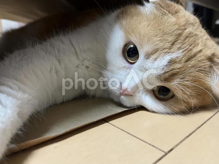 透き通るような視線 視線,猫,スコティッシュの写真素材