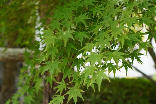 青もみじ_01 青もみじ_01 もみじ,青もみじ,楓の写真素材