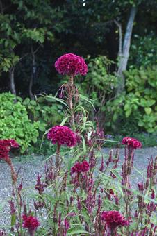 秋の花：ケイトウ5 植物,ケイトウ,鶏頭の写真素材