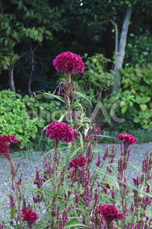 秋の花：ケイトウ5 植物,ケイトウ,鶏頭の写真素材