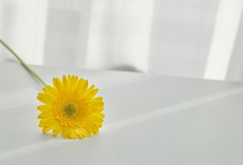 穏やかな光と綺麗なカーネーションの生花 背景,生花,花の写真素材