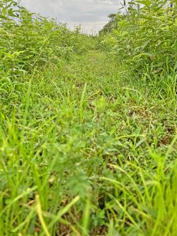 獣道 獣道の写真