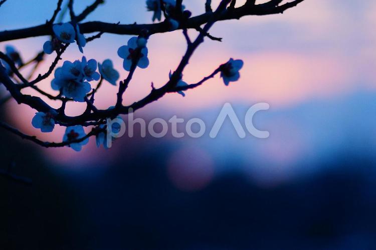 白梅　トワイライトタイム 白梅,花,梅の花の写真素材