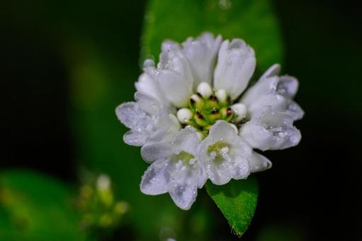 雨上りに咲くウナギツカミの白い花の写真