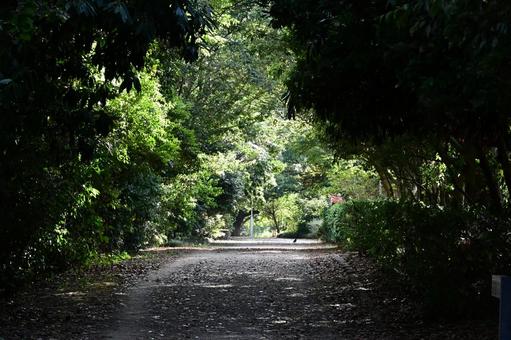 木々のトンネルが続く夏の公園の道 木々のトンネルが続く夏の公園の道 道,散歩道,遊歩道の写真素材