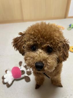 子犬 トイプードル 子犬 トイプードル トイプードル,いぬ,トイプーの写真素材
