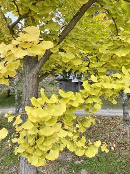 黄色の銀杏（イチョウ）の写真