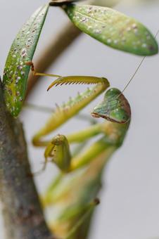 獲物を狙うカマキリ02の写真